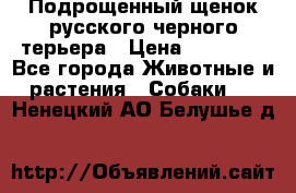 Подрощенный щенок русского черного терьера › Цена ­ 35 000 - Все города Животные и растения » Собаки   . Ненецкий АО,Белушье д.